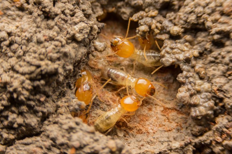 Common Signs Of Termite Activity In Commercial Properties