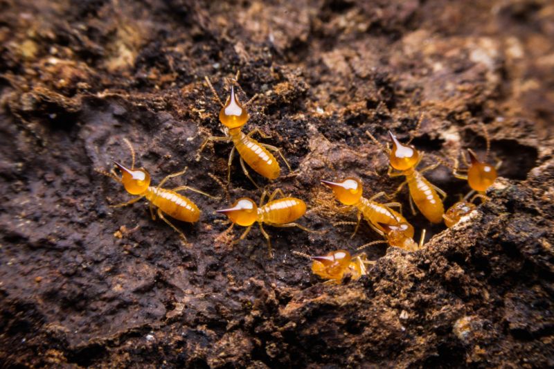 Health And Property Risks Associated With Termite Activity