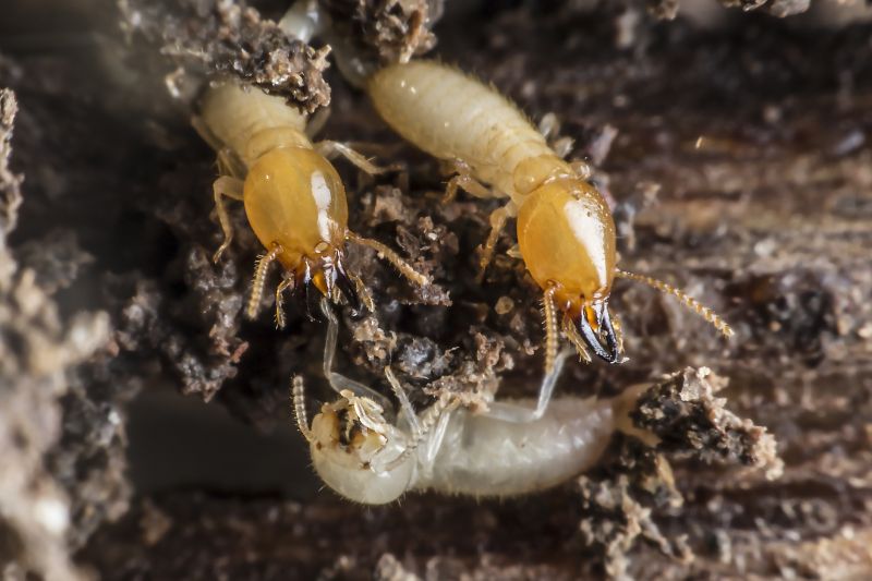 How Termites Cause Structural Damage To Homes