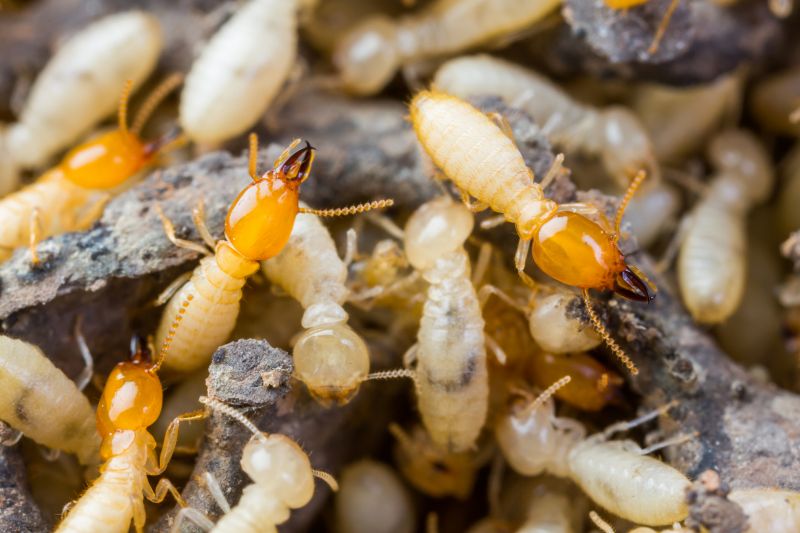 How Termites Cause Structural Damage To Homes