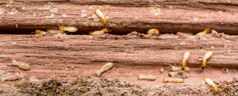 The Hidden Costs Of Termite Damage In Commercial Buildings