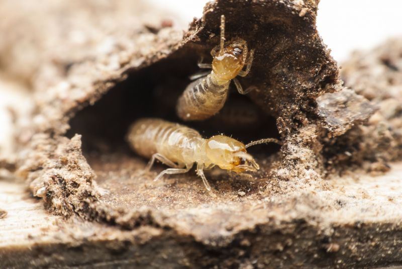 Why Commercial Termite Control Requires Specialized Treatment Plans