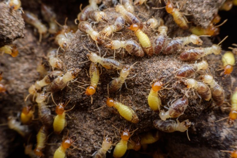 Why Commercial Termite Control Requires Specialized Treatment Plans