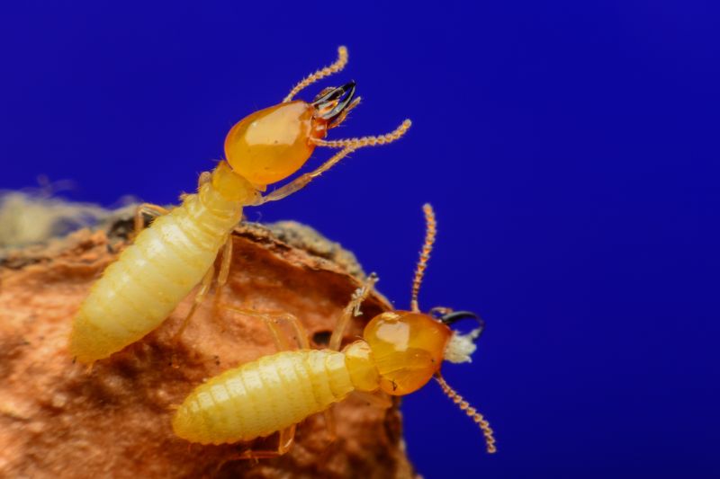 Why Commercial Termite Control Requires Specialized Treatment Plans