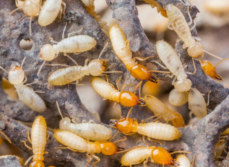 Why Professional Termite Pest Control Is More Effective Than Diy Treatments