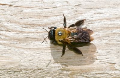 WDI Inspection for Carpenter Bees!