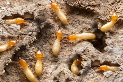 WDI Inspection for Termites!