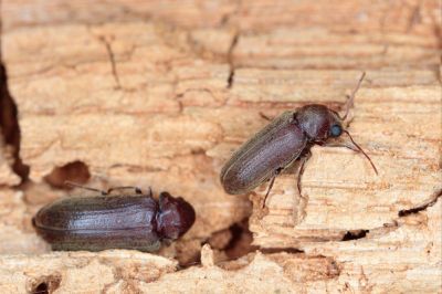 WDI Inspection for Wood Borers!